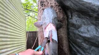 Catfish Limb Lines on the #waccamaw  River
