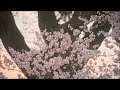 わに塚のサクラ