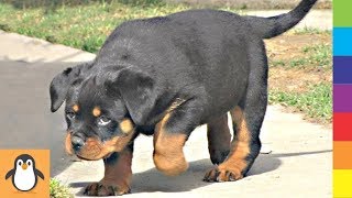 4 Rottweiler Lovers 💕 Funny and Cute Rottweilers Videos Compilation by PIGO 1,529 views 4 years ago 7 minutes, 7 seconds