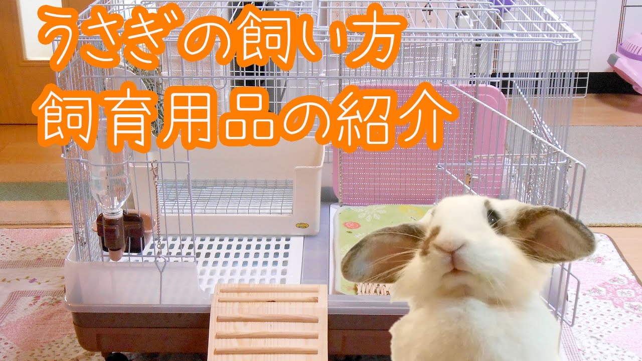 22 改 うさぎの飼い方 飼育用品とケージのセッティング Setting Up A Rabbits Cage Youtube