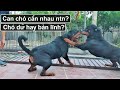 Chó Cắn Nhau: Làm thế nào để can chó cắn nhau & Rottweiler có phải là chó hung dữ?