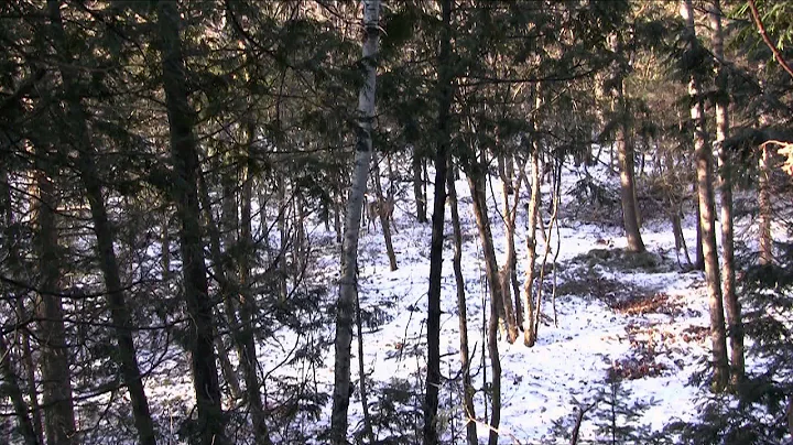 Born to Hunt Boys - Late Season Whitetail Hunting