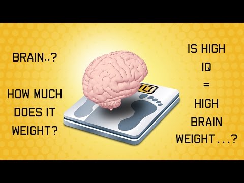 How much does a Brain Weigh? || KnowledgOPedia||