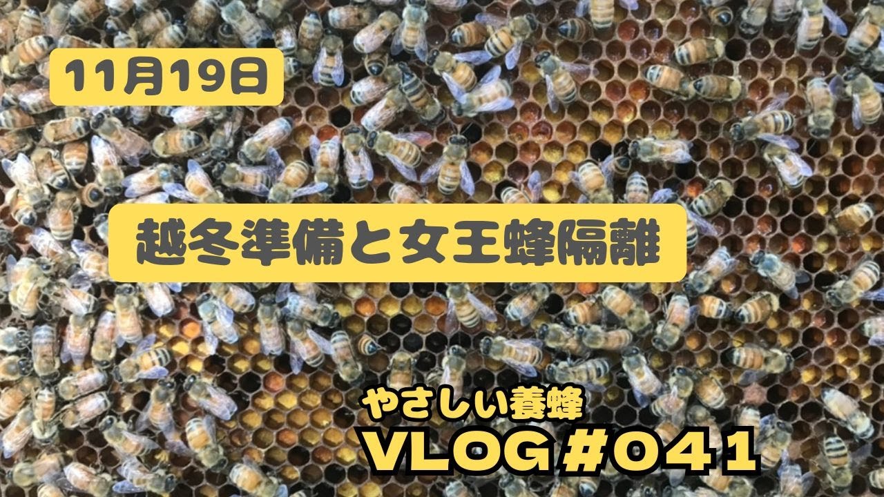11月19日[やさしい養蜂vlog41] #セイヨウミツバチ#西洋蜜蜂 #西洋