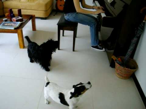 Terrier Escoces y Jack Russell Cantando