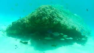 Aruba Undersea Full Uncut Version