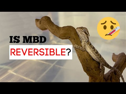 वीडियो: दाढ़ी वाले ड्रेगन में मेटाबोलिक अस्थि रोग