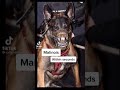 Dogs that can kill you quickly - George 2-3 business days TIKTOK