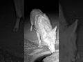 Coyote with a Cactus needle? #wildlife #animals #coyote