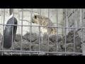 遊亀公園付属動物園のユキヒョウ　ミュウ　Part３ の動画、YouTube動画。