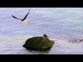 Bald Eagle Steals Fish from Otter