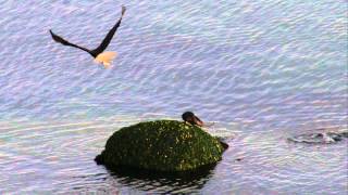 Bald Eagle Steals Fish from Otter