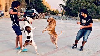 جولدن قدام بيتبول مين يكسب Pitbull Vs Golden Retriever
سلطان واسكار