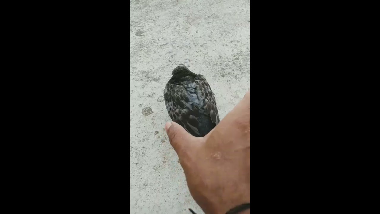 How To Catch Pigeon In Hand Pigeons Shorts
