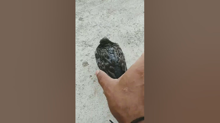 How to catch pigeon in hand ✋#pigeons#shorts