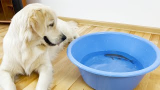 Golden Retriever Reacts to Fish in the Pool (So Funny)