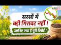 सरसों में बड़ी गिरावट नहीं ! जानिए पूरी रिपोर्ट | Sarso Bhav Today !