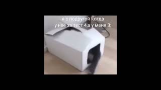 Мемы С Котиками(#Shorts)