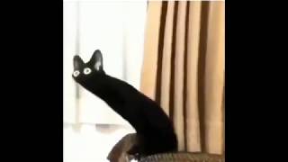 Distorted Black Cat Meme Content Aware Scale