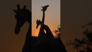 2 Giraffe Necking at Sunset