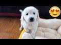 WE GOT A PUPPY! Bailey the 7 Week Old Golden Retriever | First Video