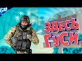 Здесь Гуси ! ( CS:GO & RUST )