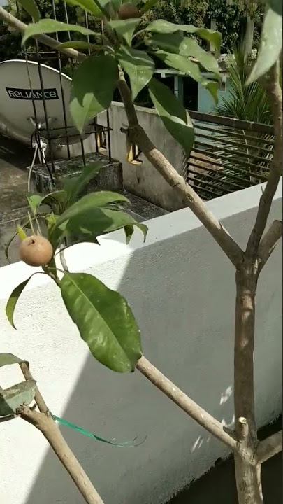 Do Regular Pruning & Training For Better Aeriation & Light In Sapota Plant