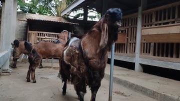 Tiga Pejantan Jerabang Anak Wisanggeni Cucu Sembara Di Peternak Muda Indonesia