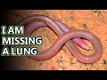 Worm Lizard facts: The Worm-like Reptile | Animal Fact Files