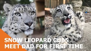 Snow leopard cubs meet dad for the first time  six month birthday post