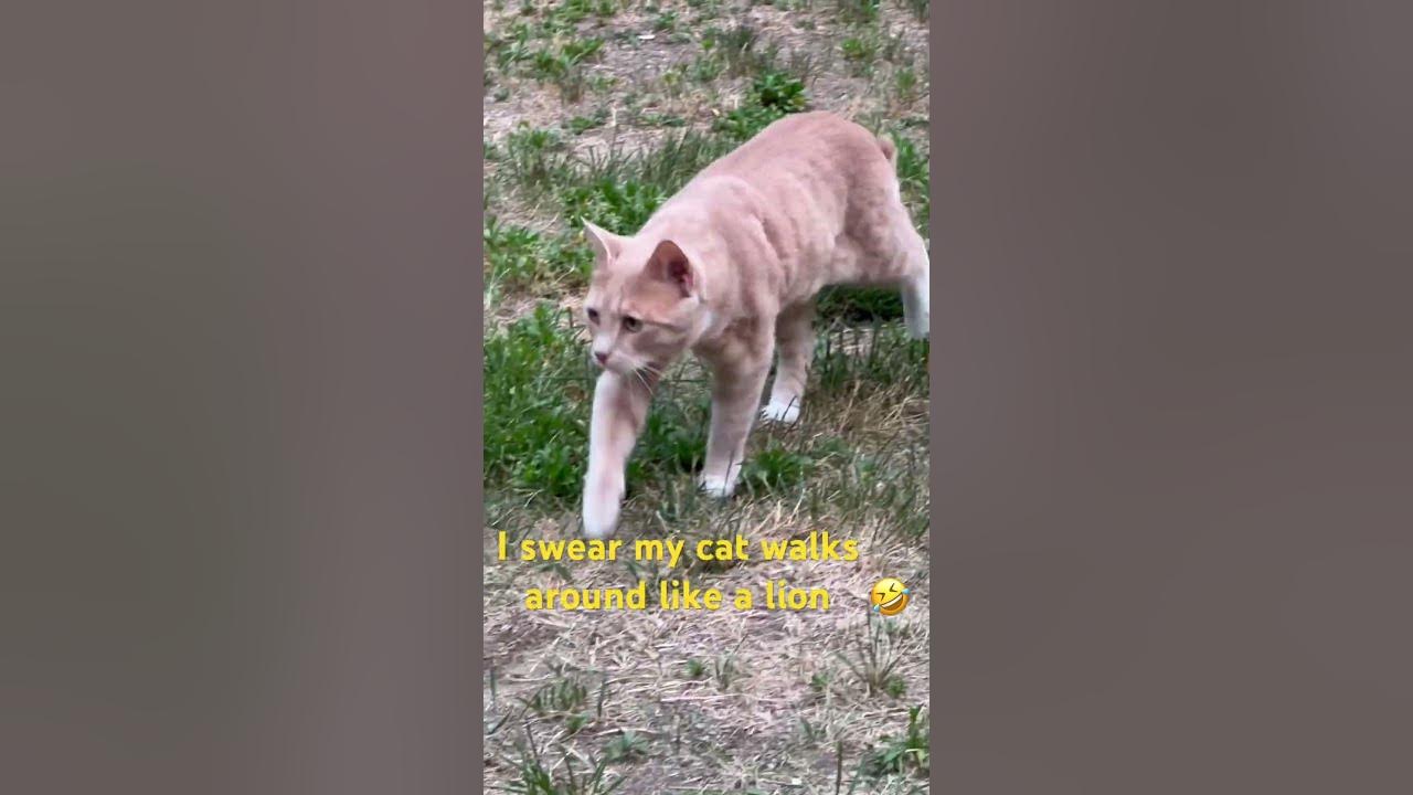 my-cat-walking-around-like-a-lion-youtubeshorts-cat-goneviral