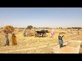 Ancient Village Culture of Pakistan | Village Life Pakistan | Old Culture Pakistan