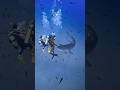 نقطة ضعف أسماك القرش غوص Diving Scubadiving 