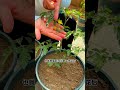 Here's a guide on how to water tomatoes  Be sure to save it!