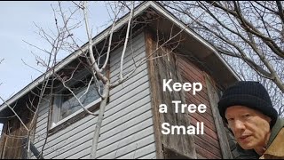 How to Keep a Tree Small