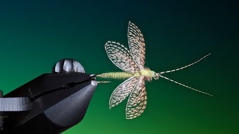 Fly Tying a Wally wing Fluttering Caddis/Sedge with Barry Ord Clarke