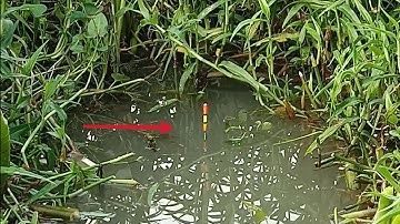 Câu cá tra, cá rô, cá trê, cá trôi mùa nước đổ | Câu cá ổ T245