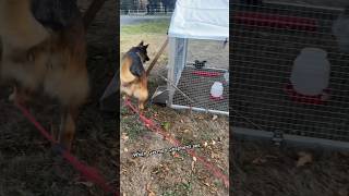 When germanshepherd see chicken ? dog dogshorts