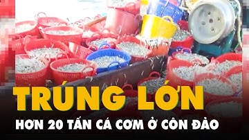 Cận Tết, ngư dân trúng hơn 20 tấn cá cơm ở vùng biển Côn Đảo