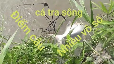 Câu cá tra sông | Điểm Câu Cá Tra Thiên Nhiên Nhiều Vô Số | ít người biết