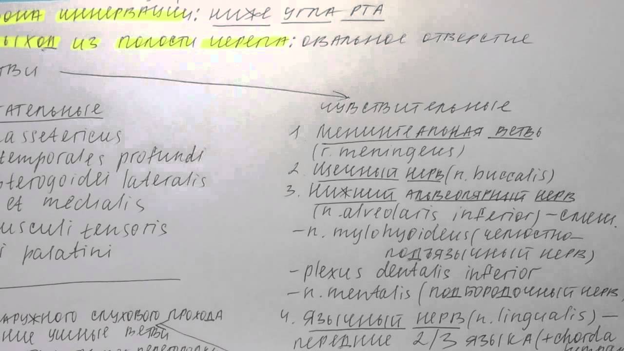 Билет 039. ТРЕТЬЯ ВЕТВЬ ТРОЙНИЧНОГО НЕРВА: ТОПОГРАФИЯ ВЕТВЕЙ, ОБЛАСТИ ...