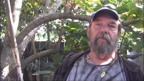 Picking & Pruning Persimmons