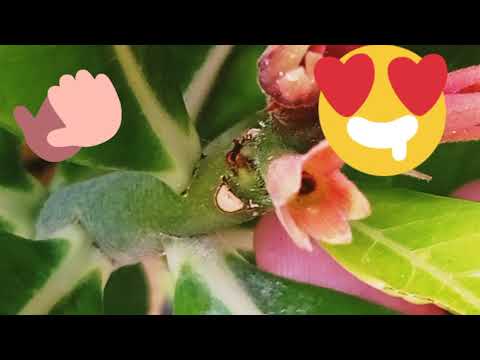 Video: ¿Cómo se ve una planta de rosa del desierto?