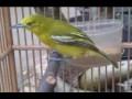 Masteran Burung Cipoh Cipow Sirtu Sirpu Cito Sito Gacor Bangetss Ampuh Bikin Ciblek Murai Gacor Mp3 - Mp4 Download
