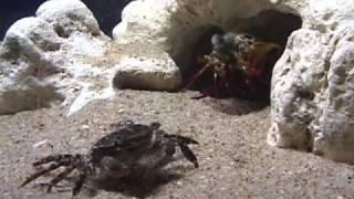 出た シャコパンチ Look Here Mantis Shrimp S Punch Youtube
