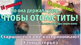 Рысь уже активно передвигается, бегает за бутылочкой с молоком, пытается дружить с котом и собакой Рысь уже активно передвигается, бегает за бутылочкой с молоком, пытается дружить с котом и собакой