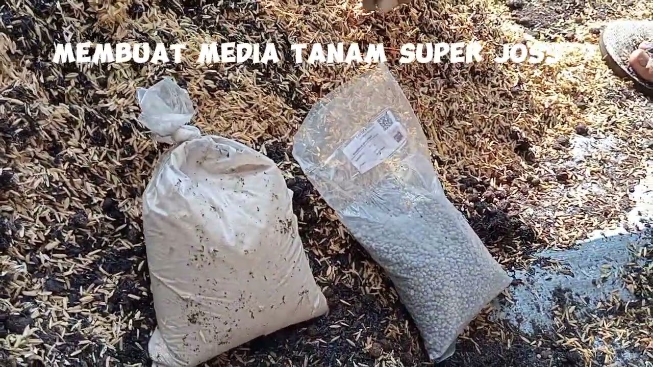 MEMBUAT MEDIA TANAM SUPER JOSS @anggur mini
