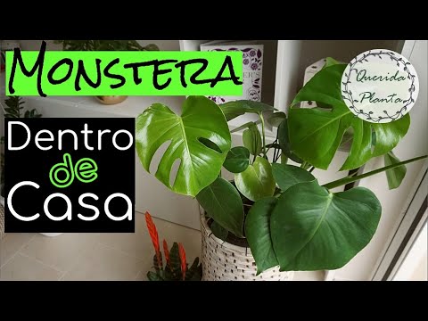 Vídeo: Plantas De Casa. Monstera - Crescendo E Cuidando