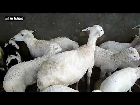 Video: Domba Direbus Dengan Plum