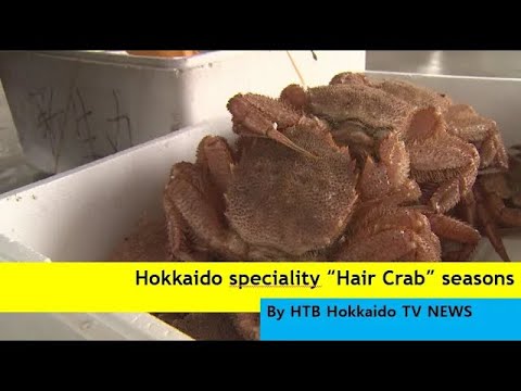 Horsehair Crab Basket Fishing Started Hokkaido TV News By HTB